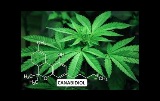 Pesquisa estabelece potencial antibiótico da molécula de cannabis