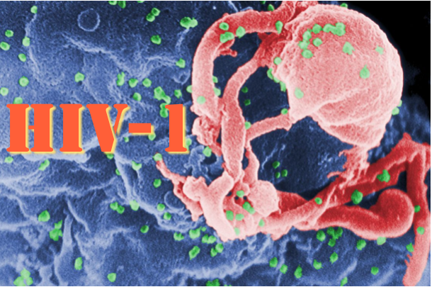 Interação entre o HIV-1 e anticorpos modelados com nova precisão matemática