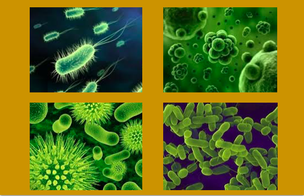 Os micróbios evoluíram para colonizar diferentes partes do corpo humano 