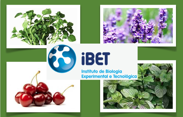 iBET comprova efeito anti-tumoral de extratos de plantas, frutos e vegetais
