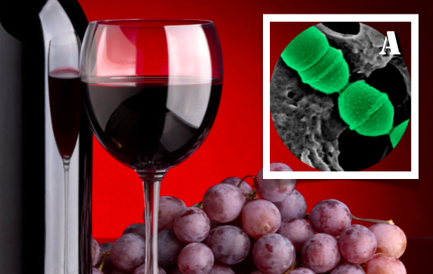 Polifenóis do vinho podem combater as bactérias que causam cáries e doenças das gengivas