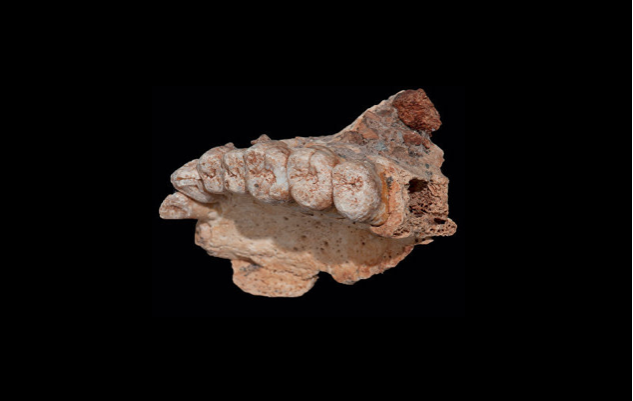Fóssil de mandíbula superior humana encontrada em Israel com mais de 177 mil anos