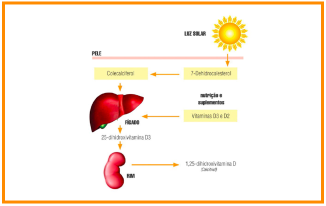 A importância da vitamina D em Medicina Dentária