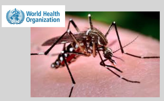OMS emite alerta global sobre o vírus Zika e reconhece relação com microcefalia