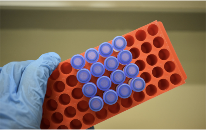 Pastilha elástica  criada por Bioengenharia para combate ao cancro oral