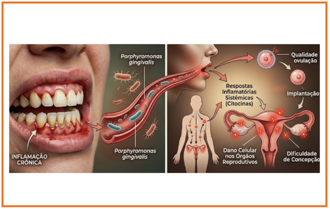 A inflamação oral pode atingir os ovários, acelerando a diminuição da fertilidade.
