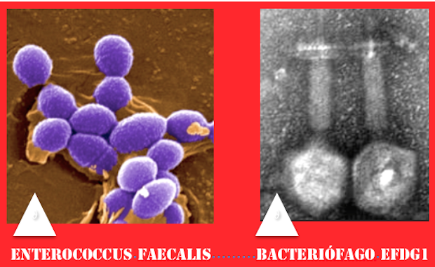 BACTERIÓFAGOS (VÍRUS BACTERIANOS) CONSEGUEM DESTRUIR BACTÉRIAS RESISTENTES AOS ANTIBIÓTICOS 